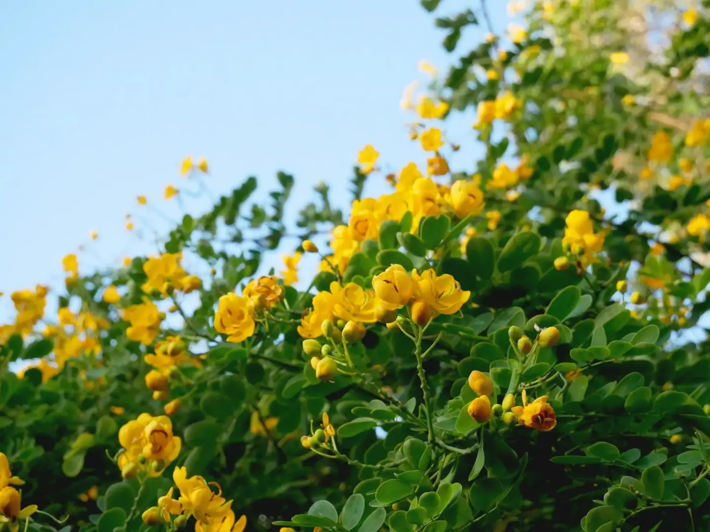 Yellow flowers against a blue sky