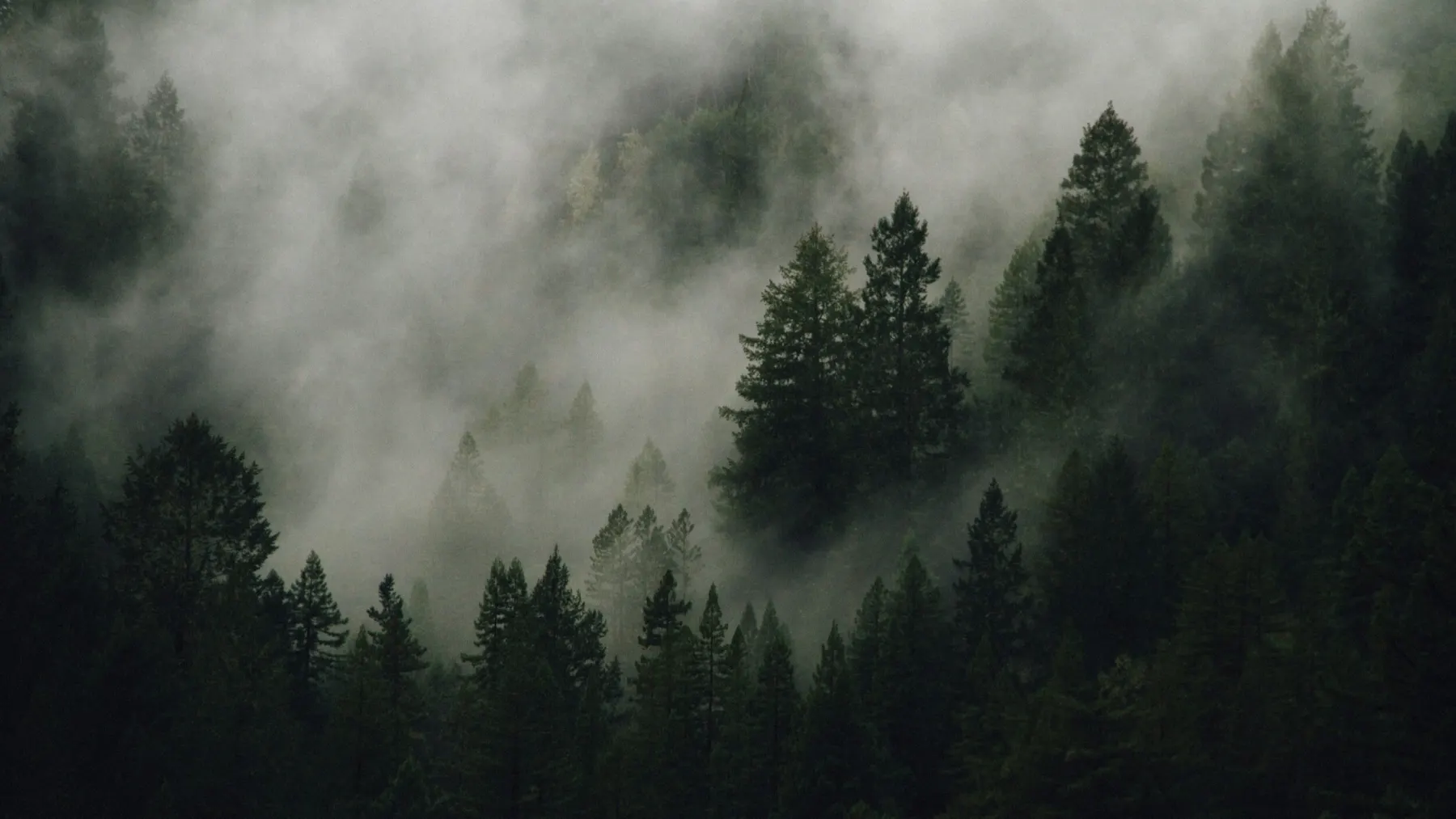 What Does ‘Evergreen’ SEO Mean?