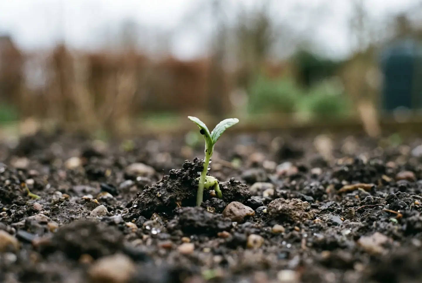 Seedling sprouting through dark soil with first leaves emerging.